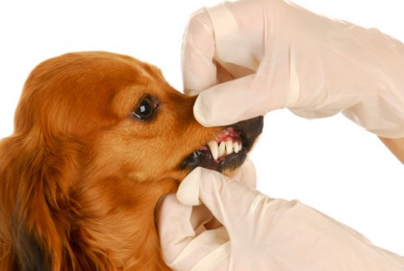 Dental Care for Pets